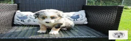Miniature Australian Shepherd dogs for sale: Freedom - Ad 3