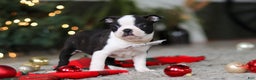 Boston Terrier dogs for sale: Max - Ad 3