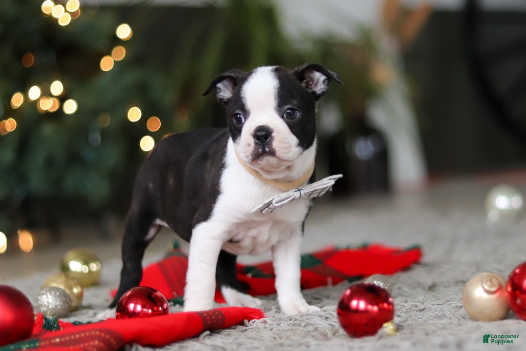 Boston Terrier dogs for sale: Max - Ad 3