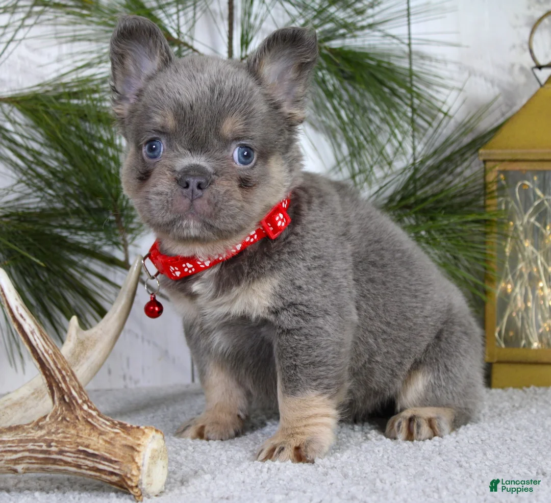 French Bulldog dogs for sale: Bentley - Ad 2