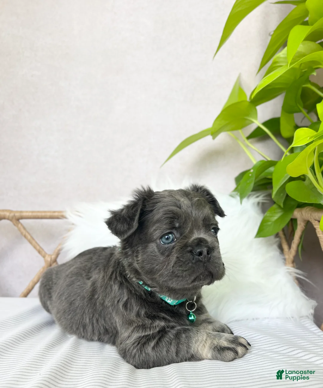French Bulldog dogs for sale: Scout - Ad 23