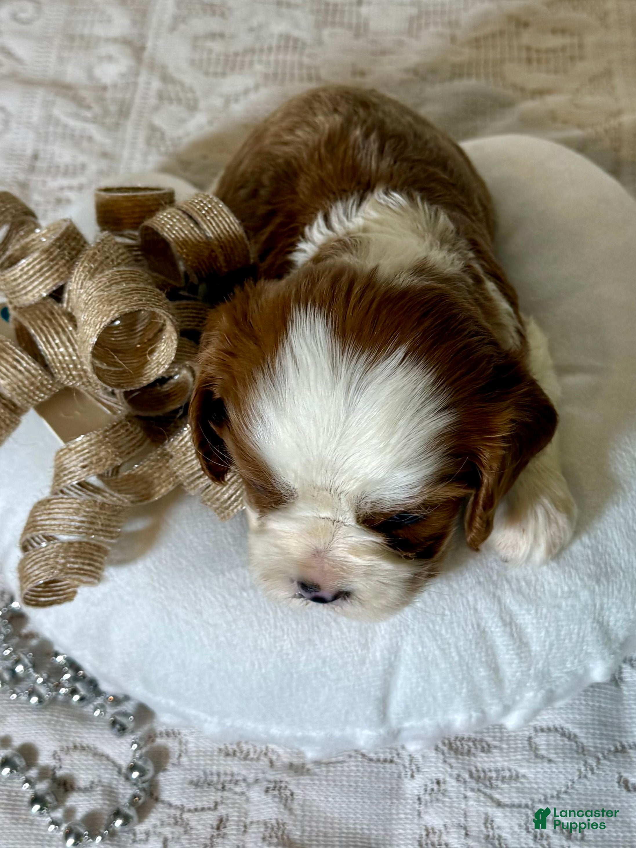 Cavalier King Charles Spaniel dogs Cuddles Cavalier King Charles Spaniel  - Ad 2