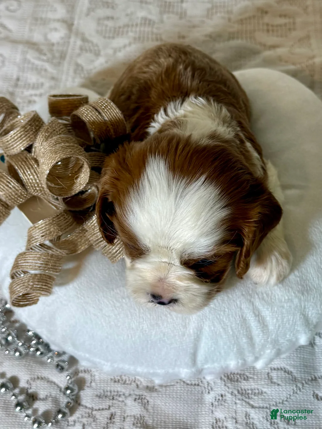 Cavalier King Charles Spaniel dogs for sale: Cuddles Cavalier King Charles Spaniel  - Ad 2