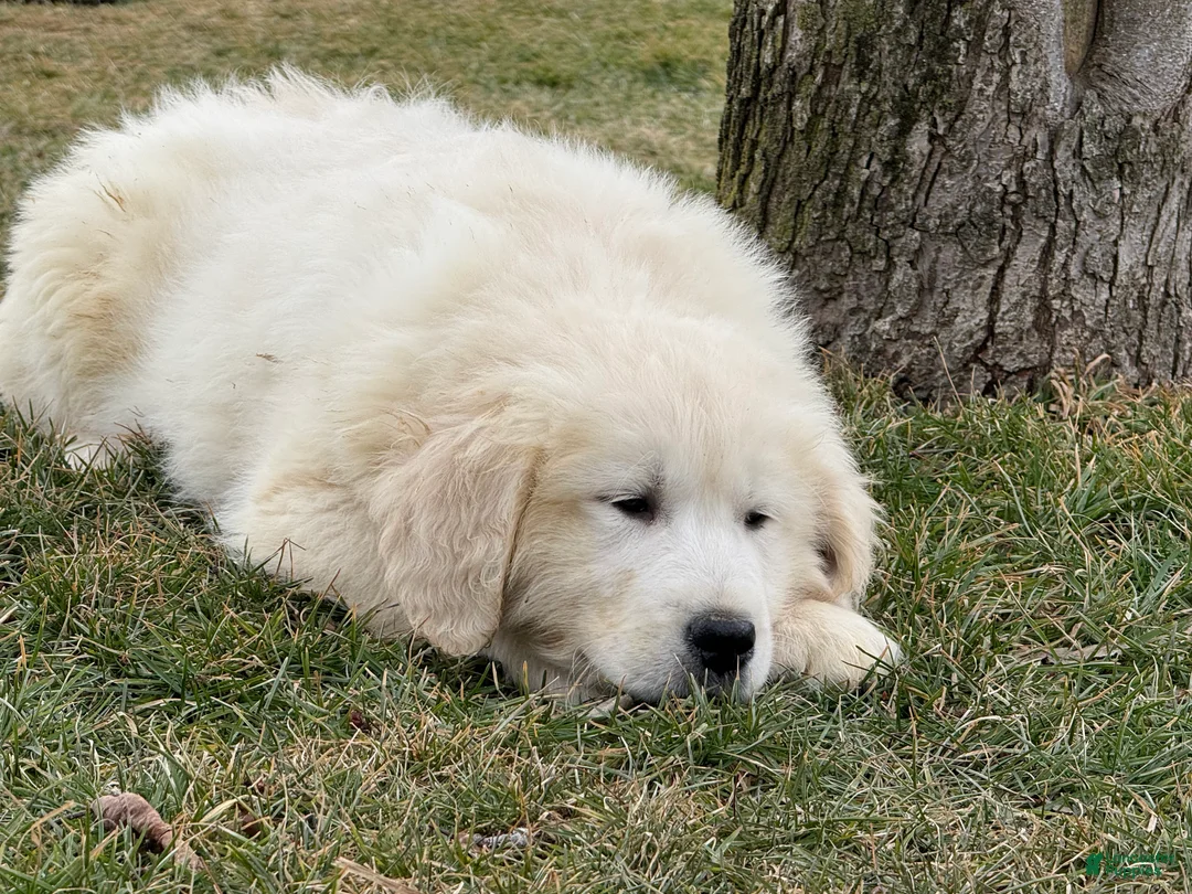 Golden Retriever dogs for sale: Panda - Ad 4