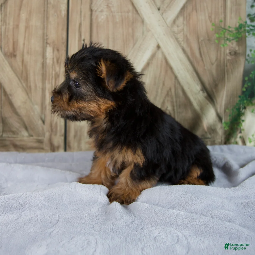 Yorkshire Terrier dogs for sale: Simon - Ad 2