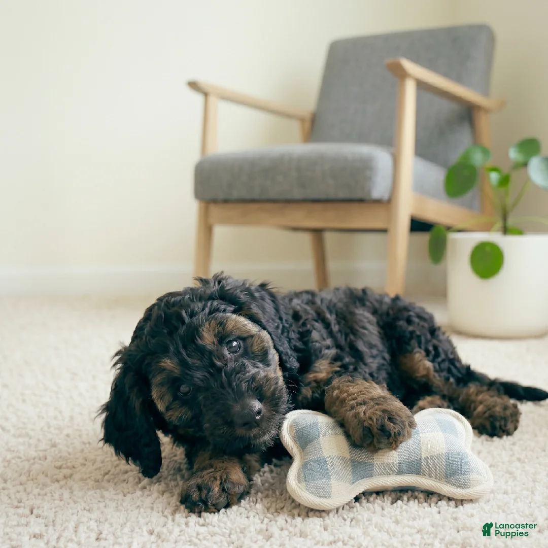 Cockapoo dogs for sale: LILLY - Ad 1