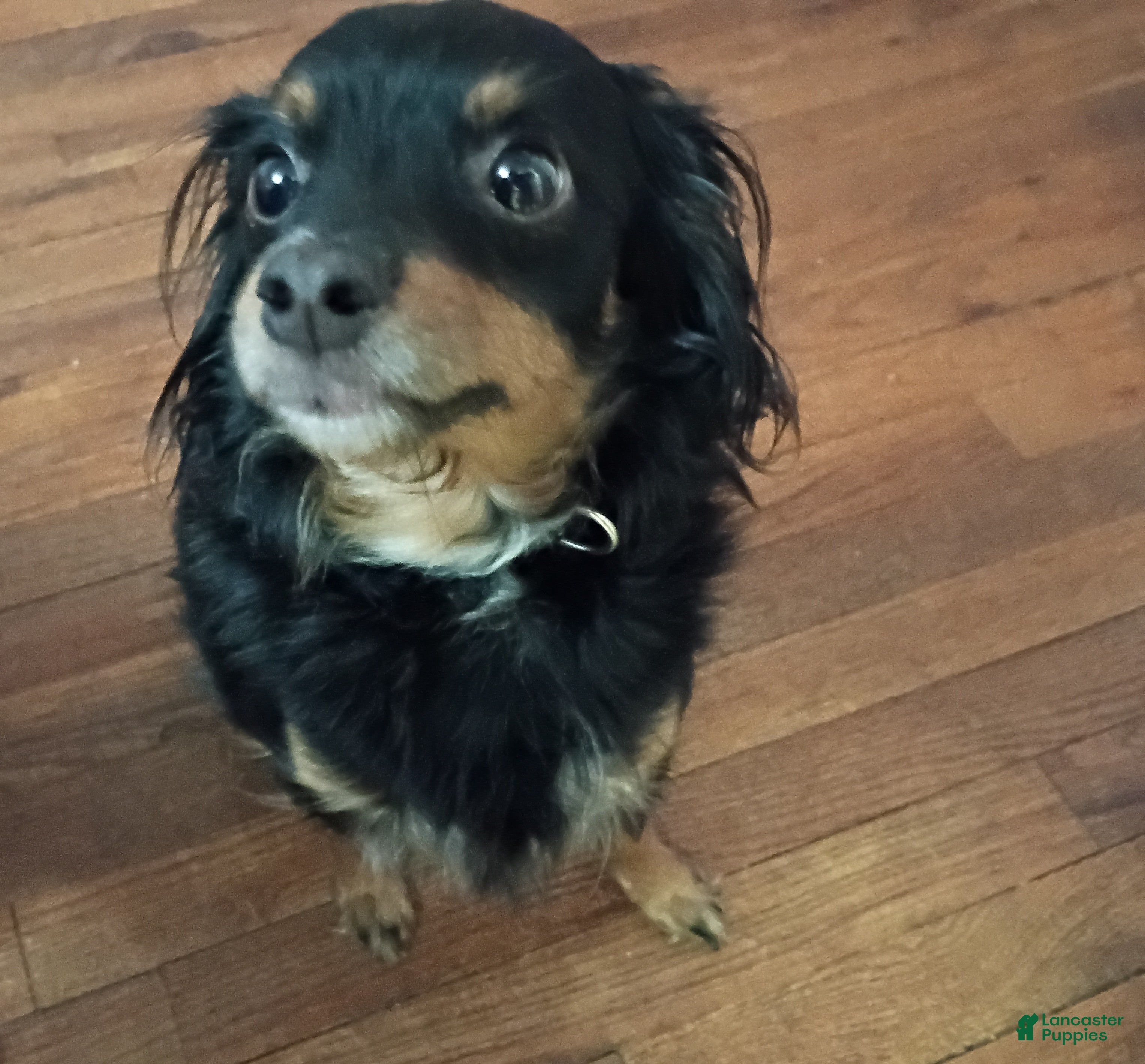 Mixed Breed dogs Mixed Breed Puppy 1 - Ad 14
