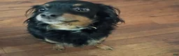 Mixed Breed dogs for sale: Mixed Breed Puppy 1 - Ad 1