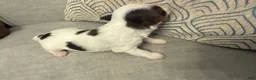 Yorkshire Terrier dogs for sale: Cookies and Cream - Ad 8