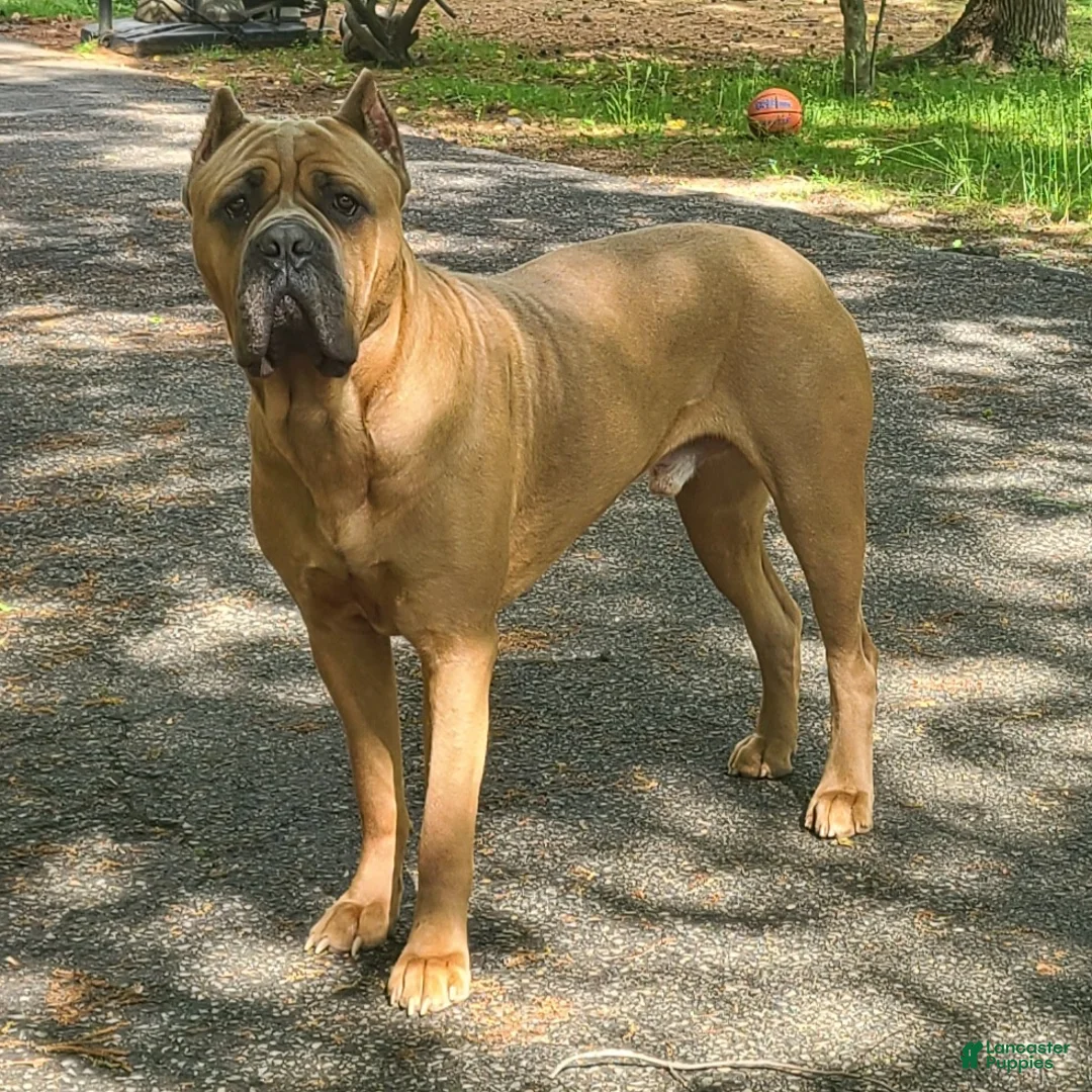 Cane Corso dogs for sale: Doja - Ad 13