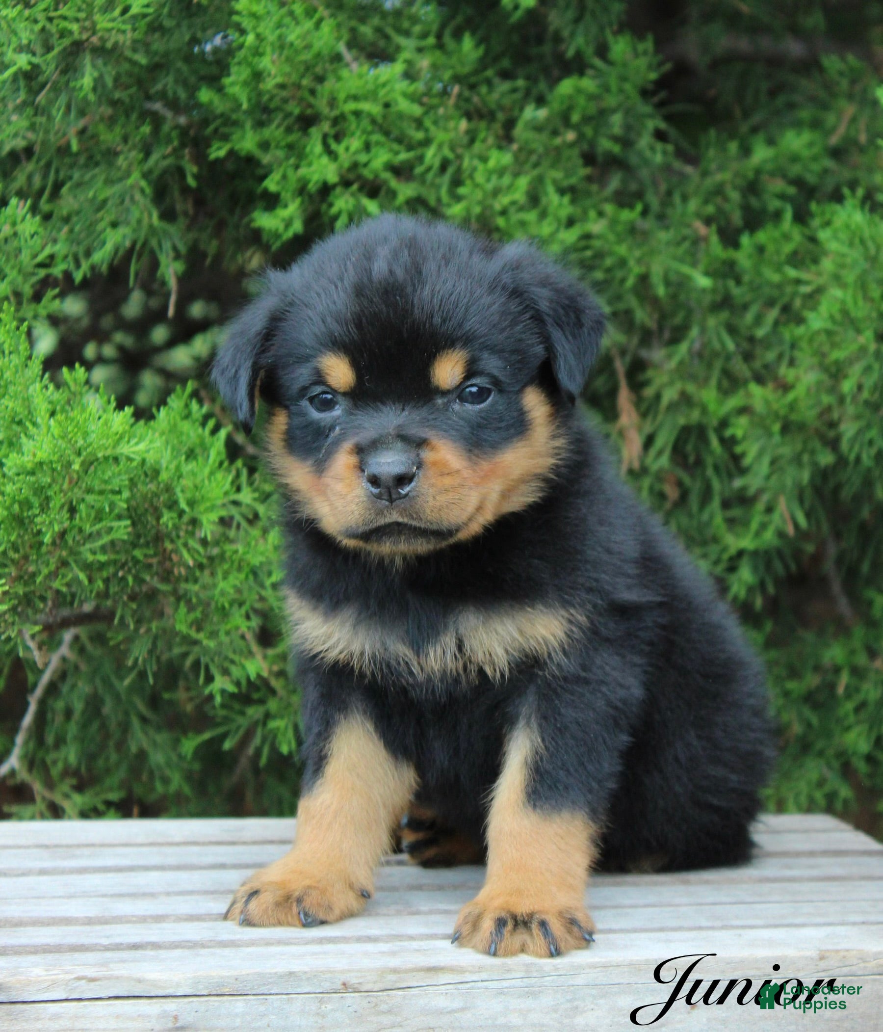 Rottweiler dogs Junior - Ad 1
