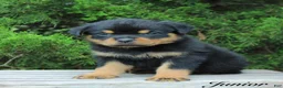 Rottweiler dogs for sale: Junior - Ad 1