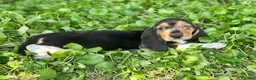 Basset Hound dogs for sale: Kimmie - Ad 10