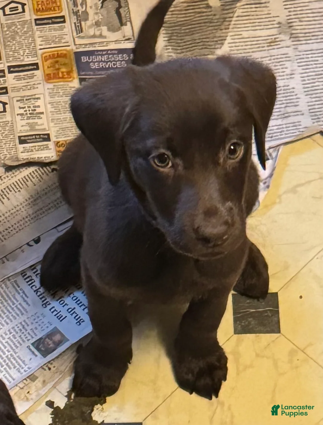 Labrador Retriever dogs for sale: Labrador Retriever Putple - Ad 1
