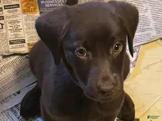 Labrador Retriever dogs for sale: Labrador Retriever Putple - Ad 1