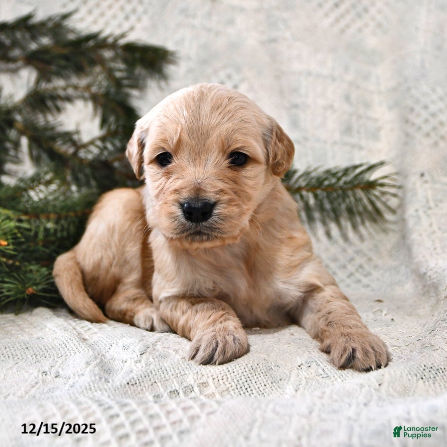 Goldendoodle dogs Haylee - Ad 27