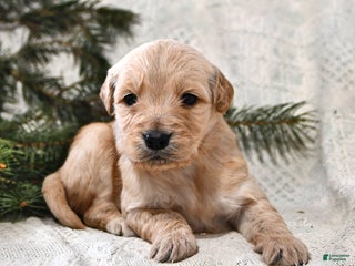 Goldendoodle dogs Haylee - Ad 27