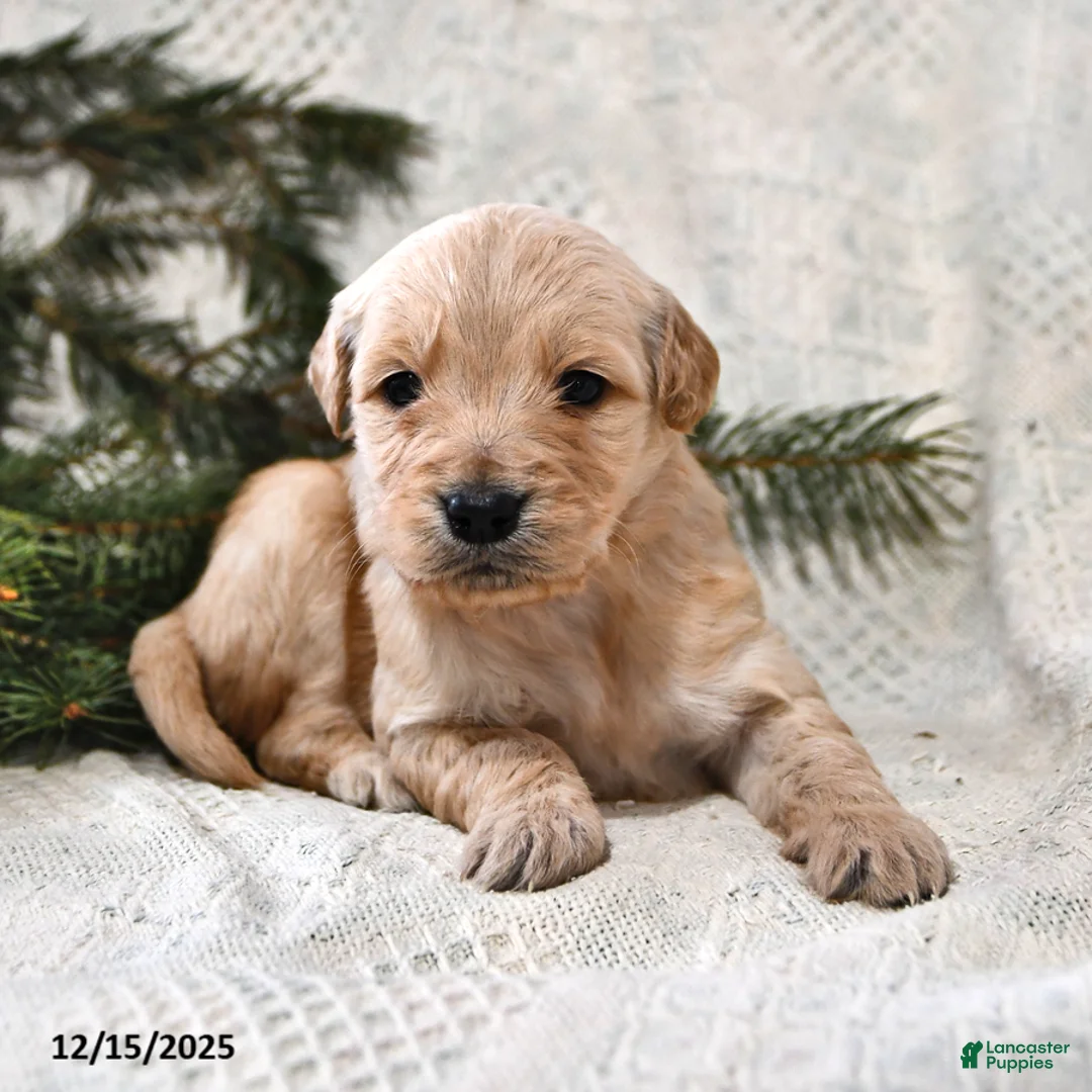 Goldendoodle dogs for sale: Haylee - Ad 12