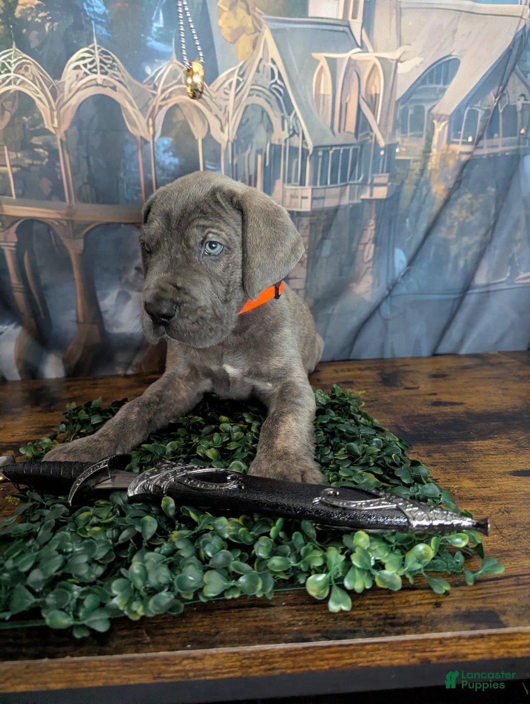 Great Dane dogs for sale: Gimli Male Blue Brindle Great Dane Puppy  - Ad 3