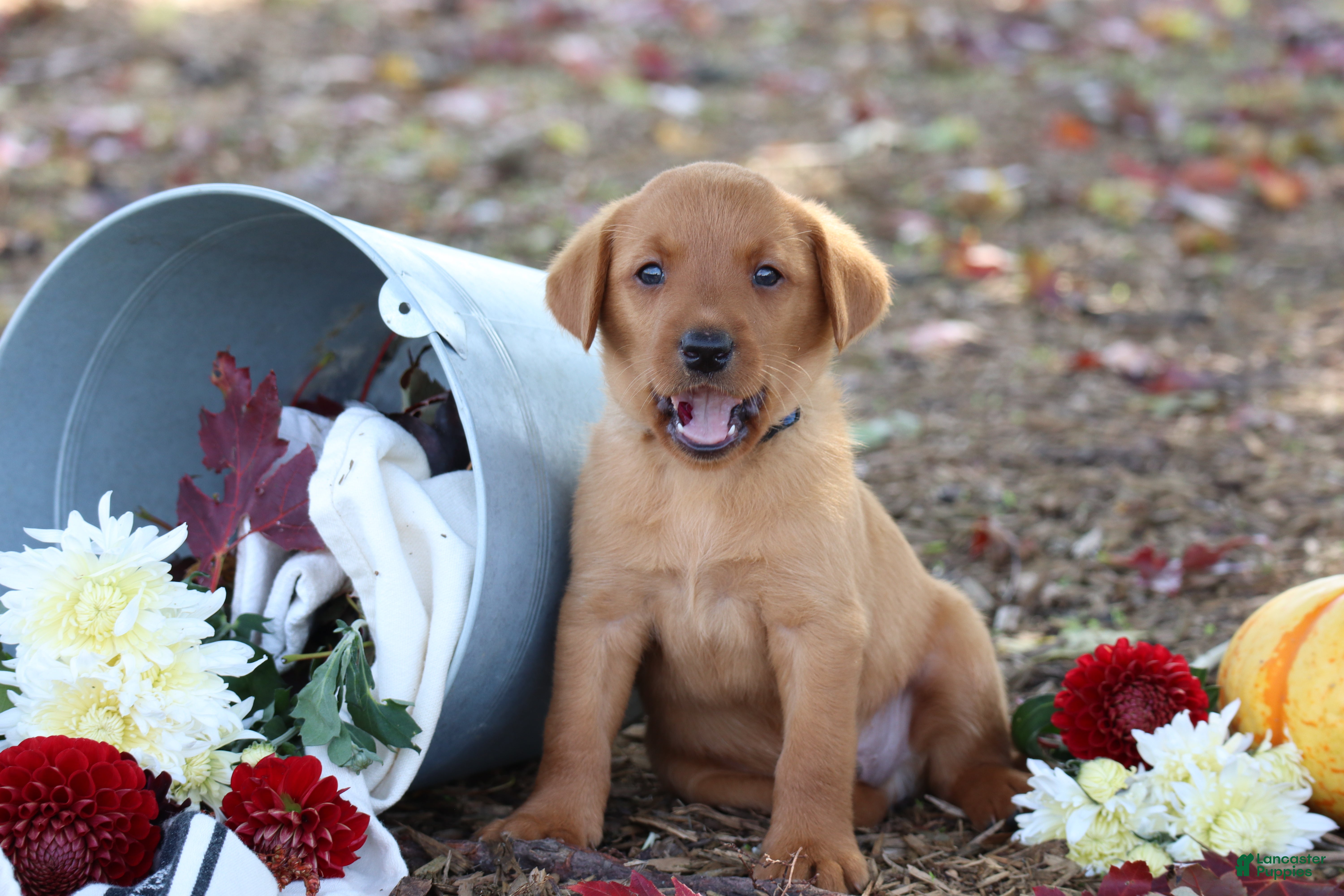 Labrador Retriever dogs Acorn - Ad 2