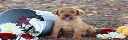 Labrador Retriever dogs for sale: Acorn - Ad 2