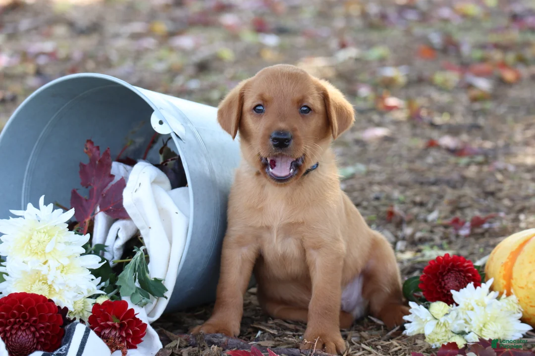 Labrador Retriever dogs for sale: Acorn - Ad 2
