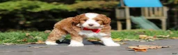 Cavapoo dogs for sale: Myles - Ad 7