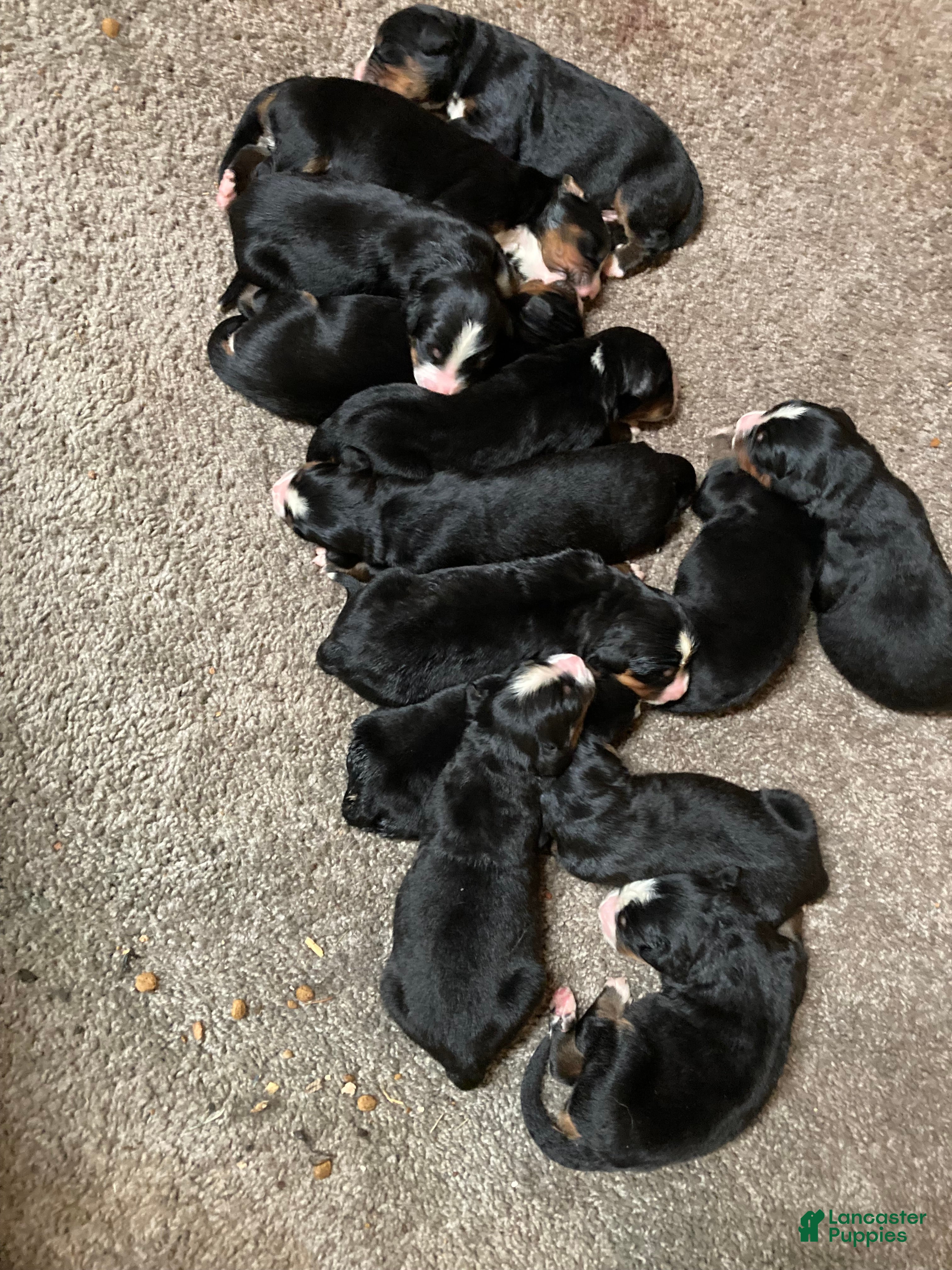 Bernese Mountain Dog dogs Bernese Mountain Dog Puppy 12 - Ad 1