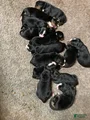 Bernese Mountain Dog Puppy 12