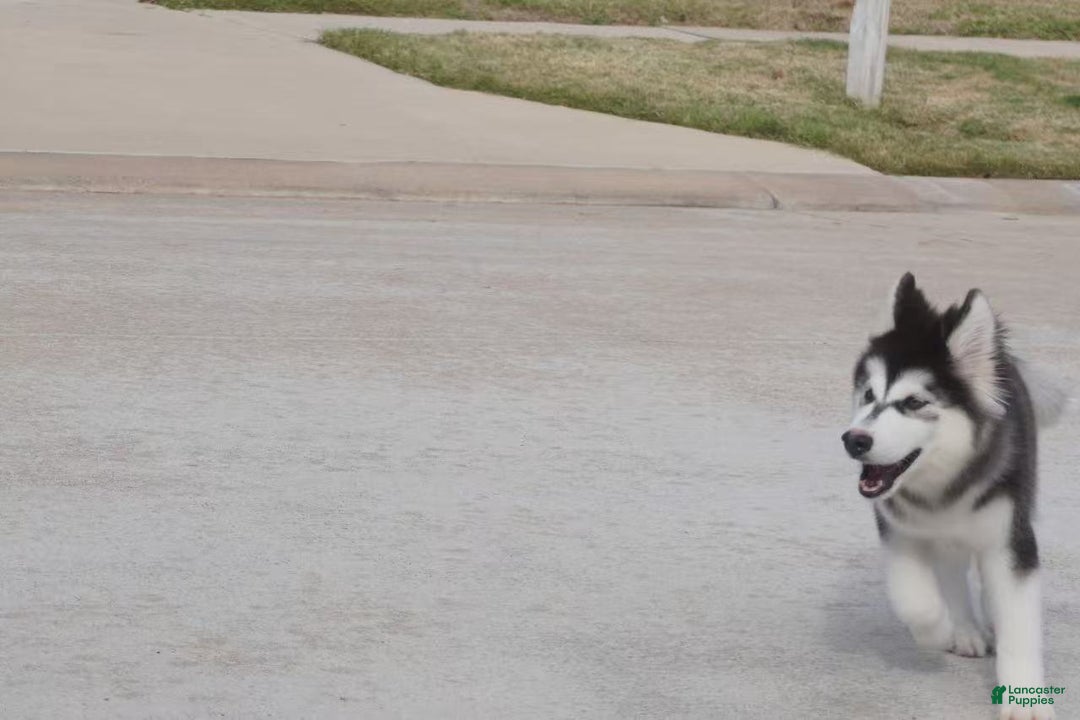 Alaskan Malamute dogs for sale: Xiao Cheng - Ad 14