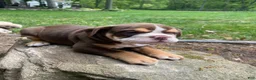 Mixed Breed dogs for sale: Sheba - Ad 4