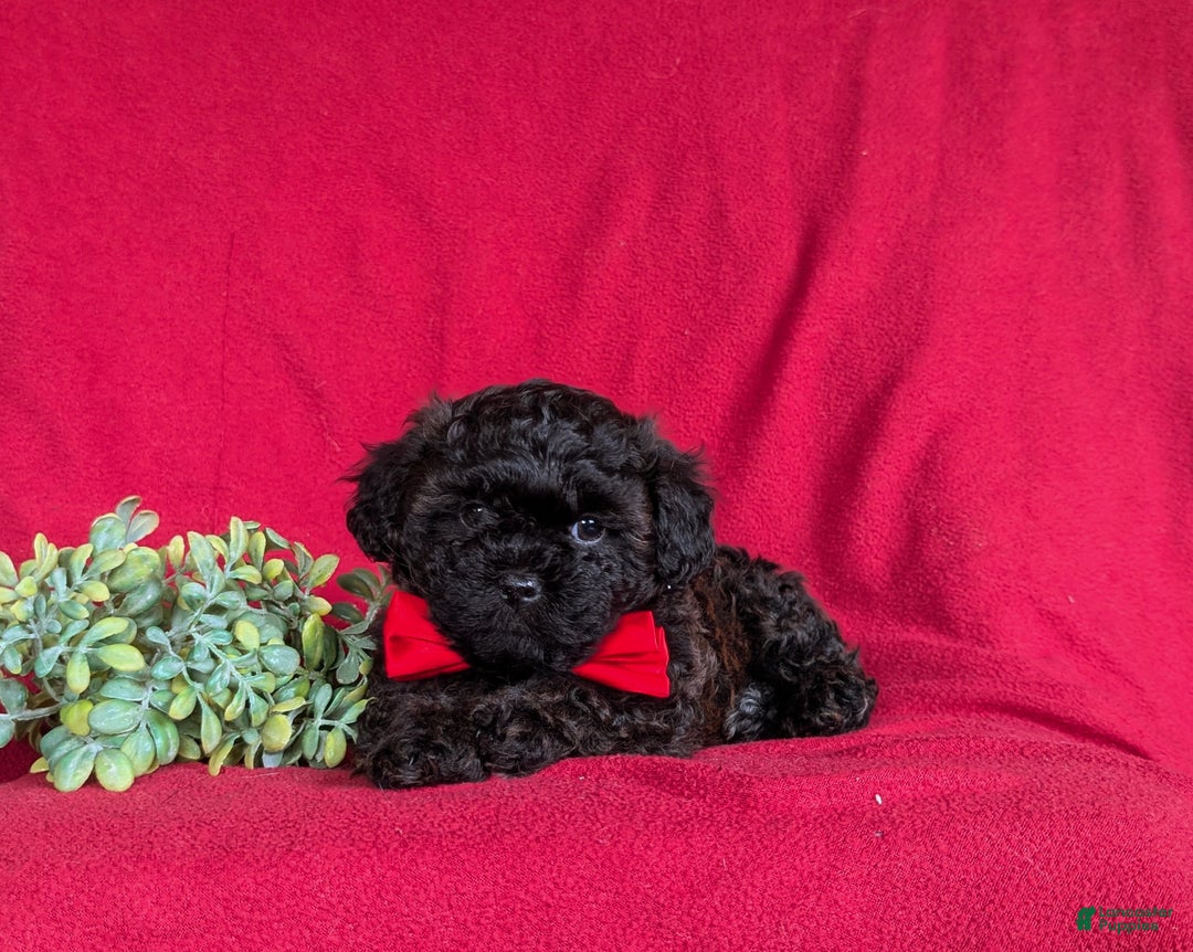 Shihpoo dogs for sale: Collin - Ad 7