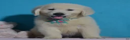 Golden Retriever dogs for sale: Taylor - Ad 1