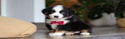 Miniature Australian Shepherd dogs for sale: Dubai - Ad 2