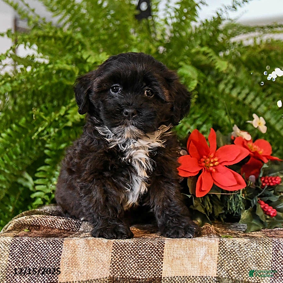 Shihpoo dogs Cookie - Ad 31