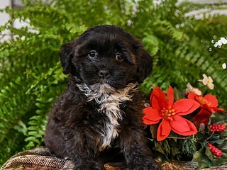 Shihpoo dogs Cookie - Ad 3