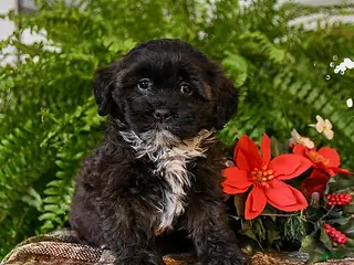 Shihpoo dogs Cookie - Ad 30