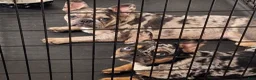 French Bulldog dogs for sale: dad - Ad 7