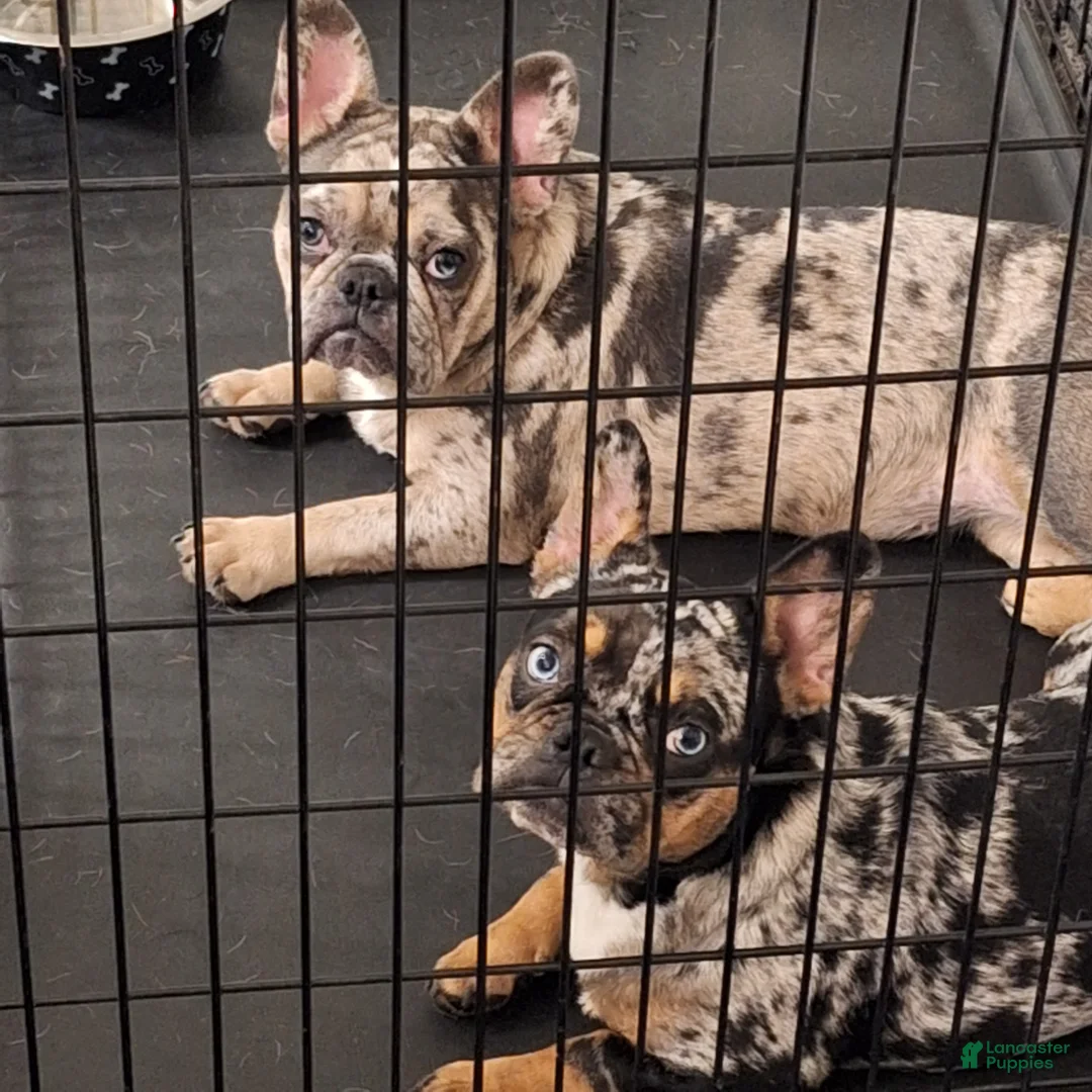 French Bulldog dogs for sale: dad - Ad 7