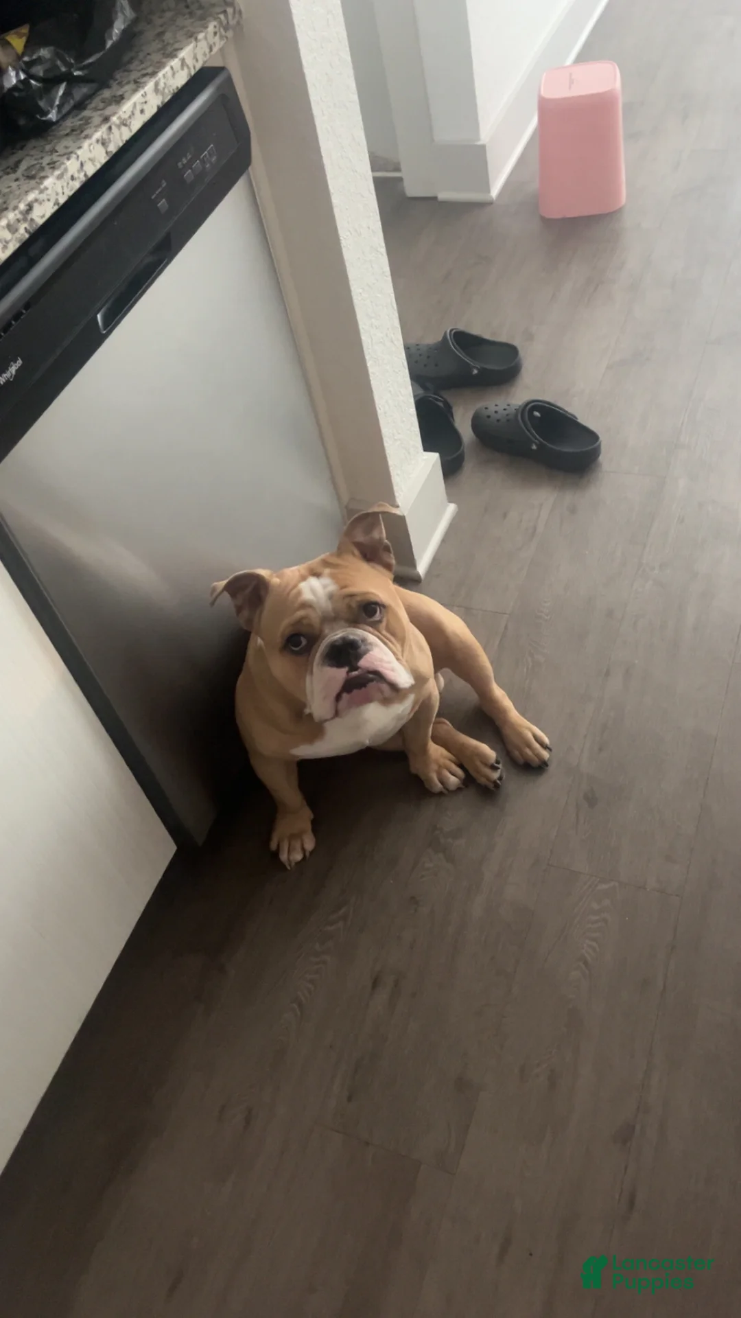 American Bully dogs for sale: American Bully 1 - Ad 2