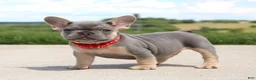 French Bulldog dogs for sale: Bentley - Ad 5