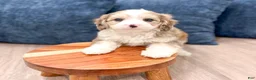 Cavapoo dogs for sale: Wally - Ad 4