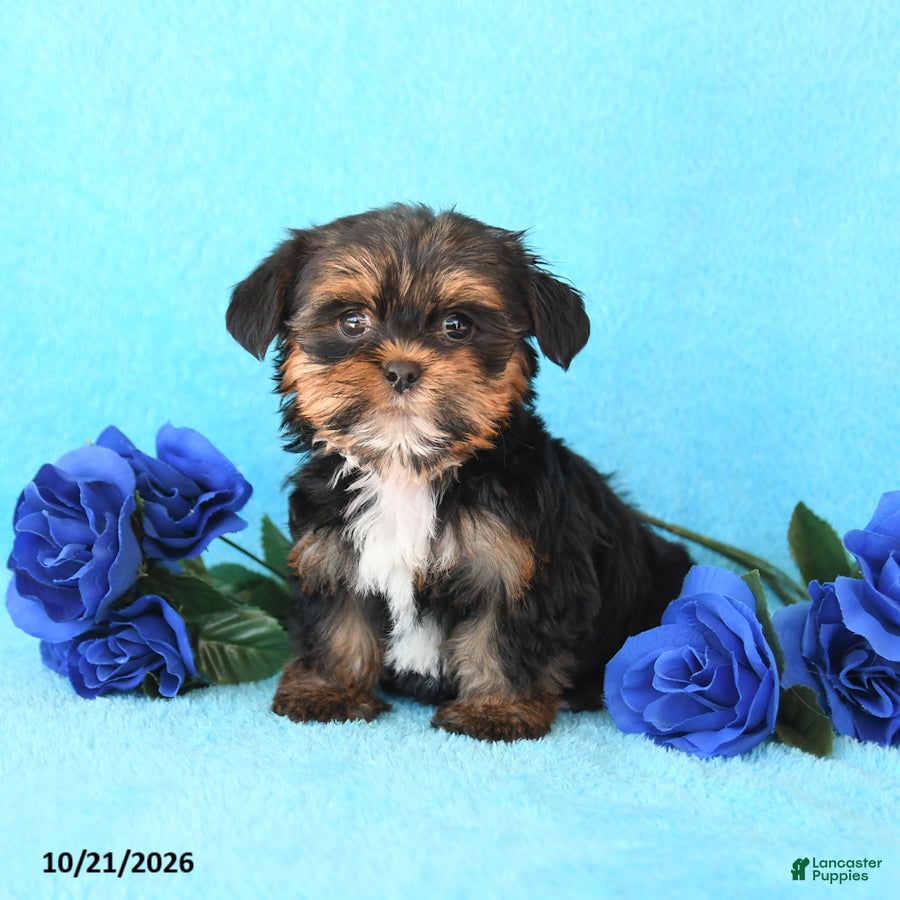 Yorkiepoo dogs for sale: Hailey - Ad 1
