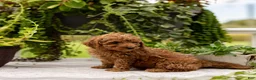Toy Poodle dogs for sale: AKC Buddy - Ad 4