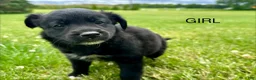 Mixed Breed dogs for sale: Buddy - Ad 20