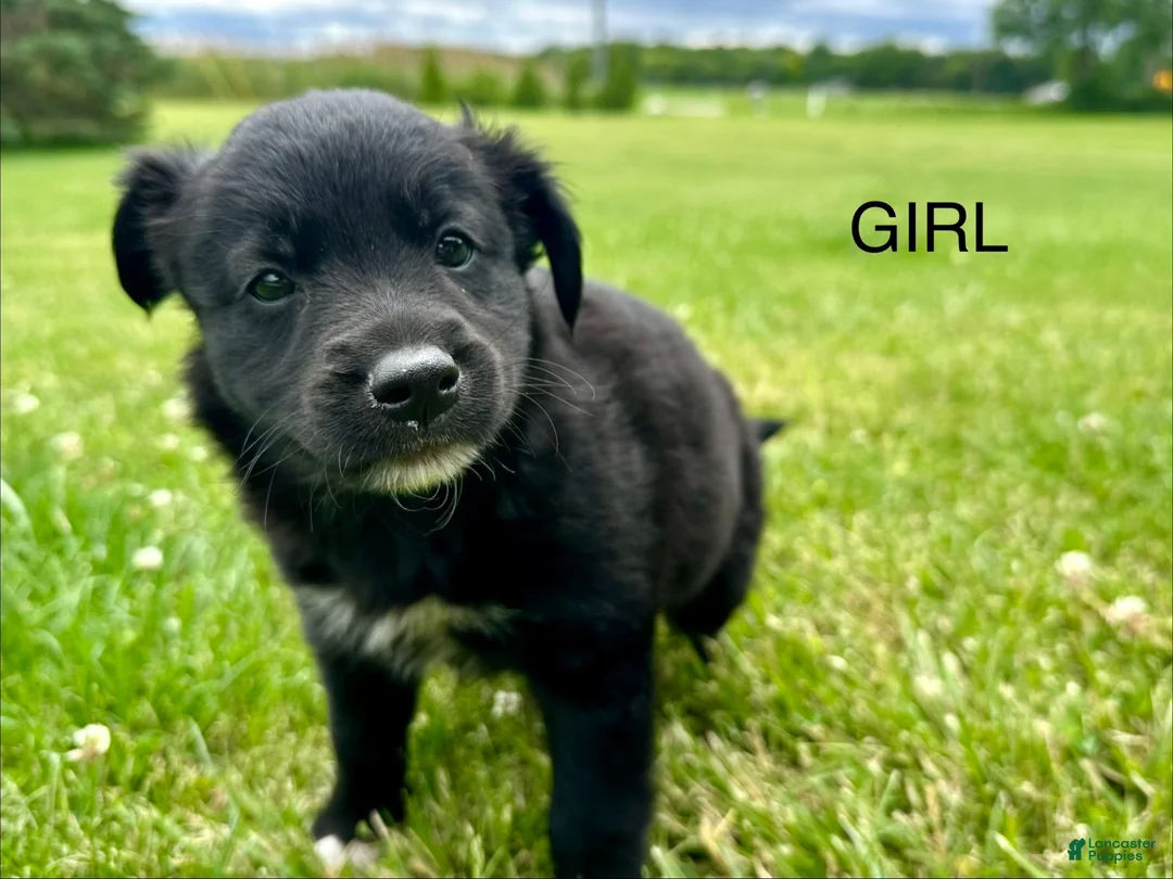 Mixed Breed dogs for sale: Buddy - Ad 20