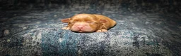 Cavapoo dogs for sale: Sterling (Micro Cavapoo) - Ad 6