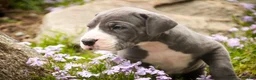 Great Dane dogs for sale: Hope - Ad 6