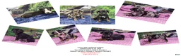 Catahoula Leopard Dog dogs for sale: Luna 2025 Female 4 - Ad 9