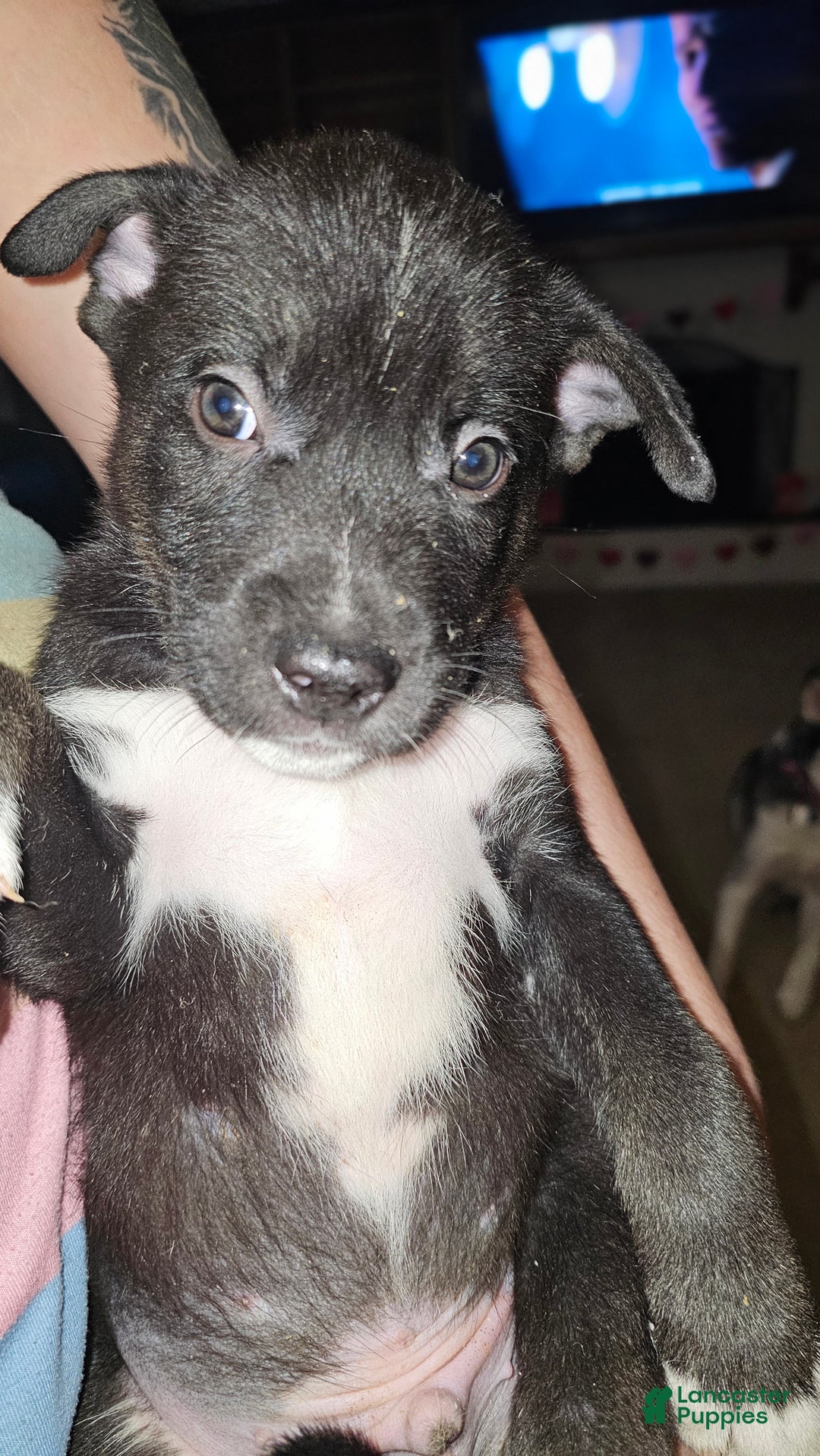 Mixed Breed dogs for sale: Darla - Ad 1